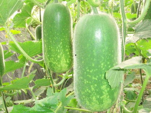 每日吃瓜大赛入口,揭秘娱乐圈幕后风云